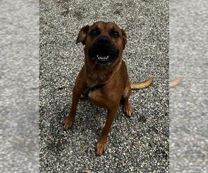 American Staffordshire Terrier-Unknown Mix Dogs for adoption in Palmetto, FL, USA