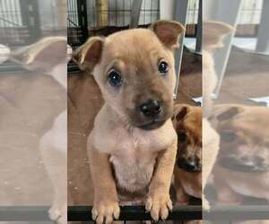 Labrador Retriever-Unknown Mix Dogs for adoption in Aurora, IN, USA
