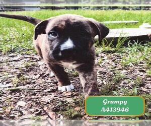 American Pit Bull Terrier-Unknown Mix Dogs for adoption in Conroe, TX, USA