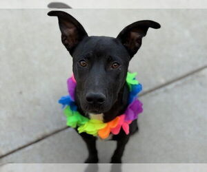 American Pit Bull Terrier-Unknown Mix Dogs for adoption in Tulsa, OK, USA