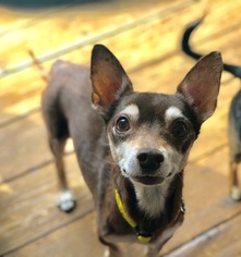 Chiweenie Dogs for adoption in Campbell, CA, USA