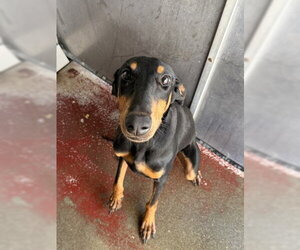 Doberman Pinscher Dogs for adoption in Redlands, CA, USA