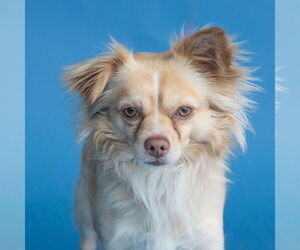 Pomeranian-Spaniel Mix Dogs for adoption in Pasadena, CA, USA