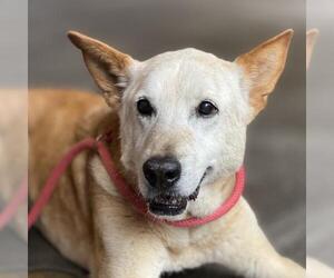 Mutt Dogs for adoption in Fairfax, VA, USA