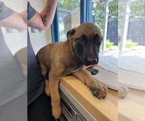 German Shepherd Dog-Unknown Mix Dogs for adoption in Imlay City, MI, USA