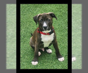 Medium Photo #2 Mutt Puppy For Sale in Santa Cruz, CA, USA