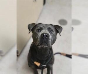 Mutt Dogs for adoption in Akron, OH, USA