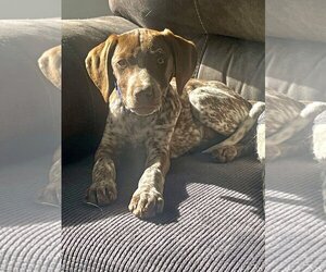 German Shorthaired Pointer Dogs for adoption in LAKE ST LOUIS, MO, USA