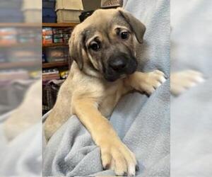 Boxer-Unknown Mix Dogs for adoption in Perry, GA, USA