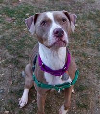 American Pit Bull Terrier Dogs for adoption in Scituate, MA, USA