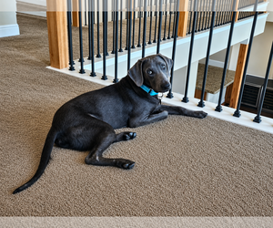 Labrador Retriever Dogs for adoption in Clovis, CA, USA