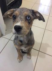 Medium Photo #1 Australian Shepherd Puppy For Sale in Bellevue, WA, USA