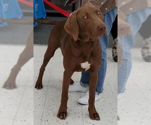 Weimaraner Dogs for adoption in Spring, TX, USA