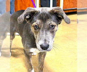 Mutt Dogs for adoption in Plainfield, IL, USA