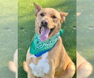 Shepradors Dogs for adoption in Henderson, NV, USA