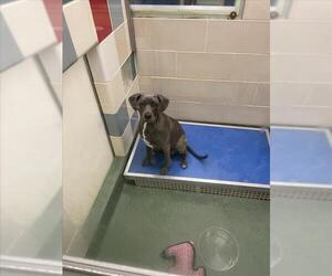 American Pit Bull Terrier Dogs for adoption in Plano, TX, USA