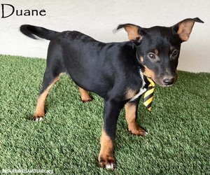 Jack Russell Terrier-Unknown Mix Dogs for adoption in San Diego, CA, USA