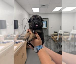 German Shepherd Dog-Unknown Mix Dogs for adoption in Corpus Christi, TX, USA
