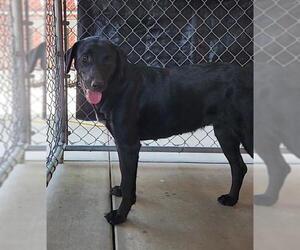 Labrador Retriever-Unknown Mix Dogs for adoption in Redlands, CA, USA