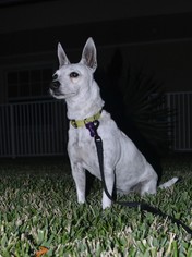 Chihuahua-Unknown Mix Dogs for adoption in Deerfield Beach, FL, USA