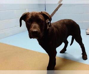 Labrador Retriever-Unknown Mix Dogs for adoption in Moreno Valley, CA, USA