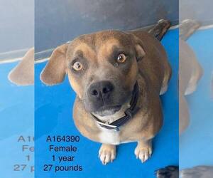 Beagle-Unknown Mix Dogs for adoption in Calgary, Alberta, Canada