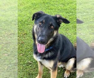 German Shepherd Dog Dogs for adoption in Sugar Land, TX, USA