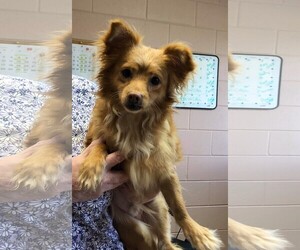 Shiranian Dogs for adoption in Fredericksburg, VA, USA