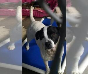Pointer Dogs for adoption in Pembroke, GA, USA