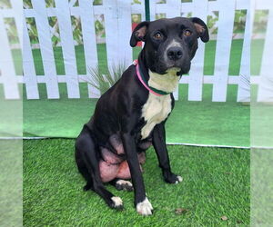 American Pit Bull Terrier Dogs for adoption in Long Beach, CA, USA