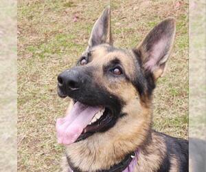 German Shepherd Dog Dogs for adoption in Hamilton, GA, USA