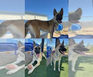 Mutt Dogs for adoption in HESPERIA, CA, USA