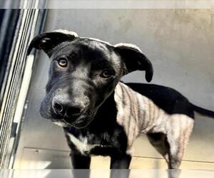 American Pit Bull Terrier Dogs for adoption in San Bernardino, CA, USA