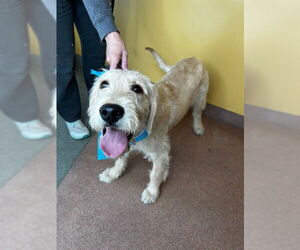 Labradoodle Dogs for adoption in Ogden, UT, USA
