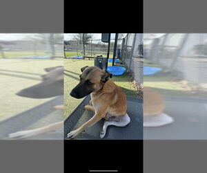 German Shepherd Dog-Unknown Mix Dogs for adoption in Pasadena, TX, USA