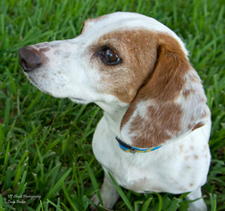 Dachshund Dogs for adoption in Palm Harbor, FL, USA