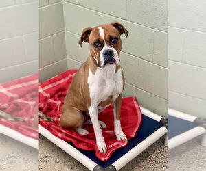 Boxer Dogs for adoption in Austin, TX, USA