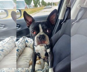 Boston Terrier Dogs for adoption in Belleuve, NE, USA