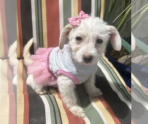 Maltese-Unknown Mix Dogs for adoption in Phoenix, AZ, USA