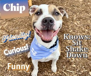 American Pit Bull Terrier-Unknown Mix Dogs for adoption in Denver, CO, USA