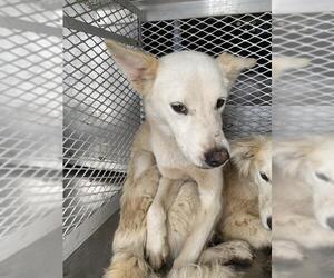 Great Pyrenees Dogs for adoption in Bakersfield, CA, USA