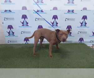 Mutt Dogs for adoption in Orlando, FL, USA