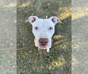 Mutt Dogs for adoption in Evansville, IN, USA