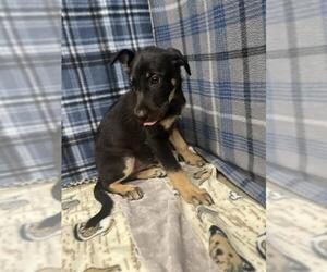 German Shepherd Dog Dogs for adoption in Rosenberg, TX, USA