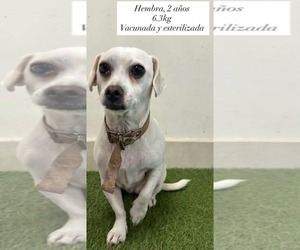 Chihuahua-Unknown Mix Dogs for adoption in Minneapolis, MN, USA