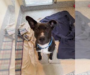 Labrador Retriever-Unknown Mix Dogs for adoption in Brewster, MA, USA