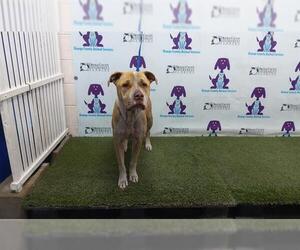American Pit Bull Terrier-Catahoula Leopard Dog Mix Dogs for adoption in Orlando, FL, USA
