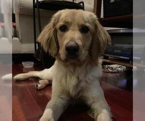 Golden Retriever Dogs for adoption in Woodside, NY, USA