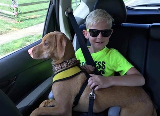 Unknown-Vizsla Mix Dogs for adoption in Dahlgren, VA, USA