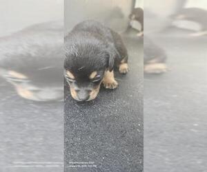 Mutt Dogs for adoption in San Antonio, TX, USA